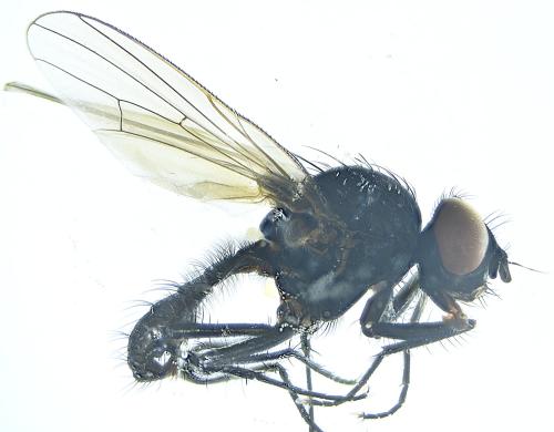 Réf. 306 038 : Delia platura